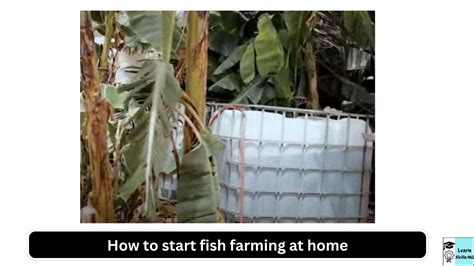 How to Start Fish Farming 的图像结果