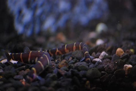 Can Kuhli Loach and Shrimp Live Together? - AllAquariumFish.com