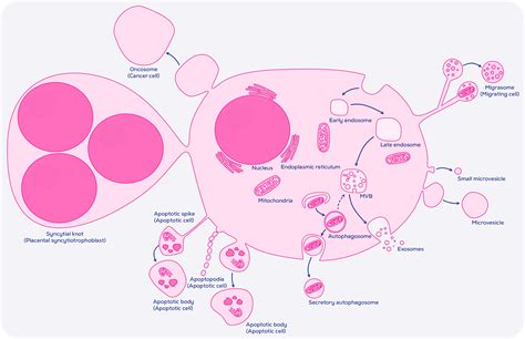 Types of Extracellular Vesicles: From Exosomes to Oncosomes and ...