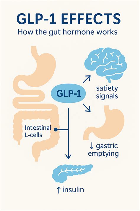 See How GLP-1 Works Through Graphics, Pictures, And Charts