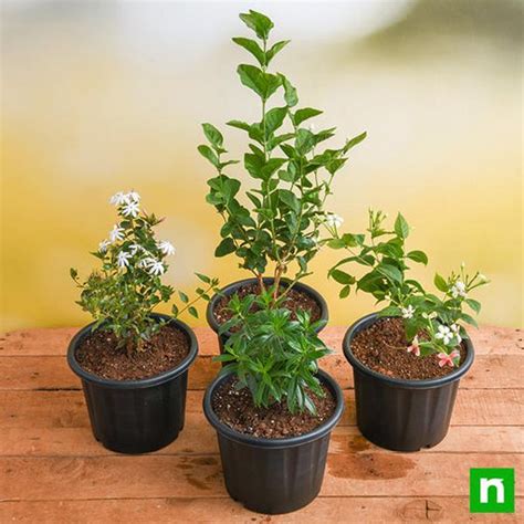 Buy Flowering Plants Packs online from Nurserylive at lowest price.