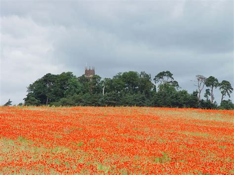 Poppy Field 2020 的图像结果