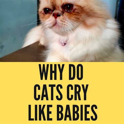 Why Do Cats Cry Like Babies? The Bitter Truth - Oxford Pets