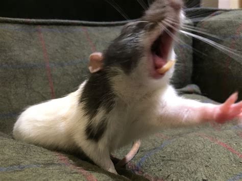 Rat Clenching Fist of Rage