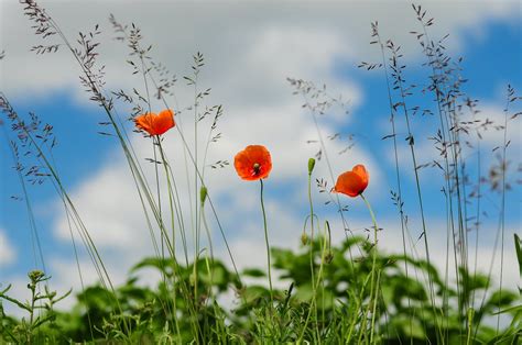 Poppy Flower Memorial Day Photos, Download The BEST Free Poppy Flower ...