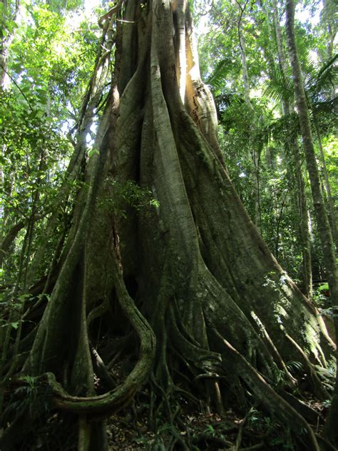 Ficus watkinsiana”Strangler Fig” - Paten Park Native Nursery