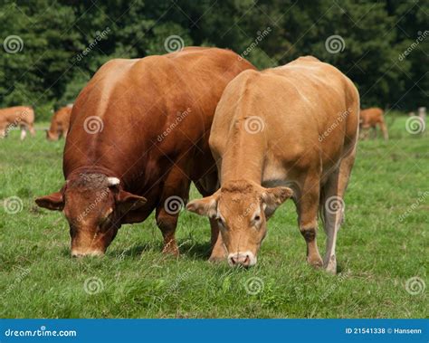 Bull With Cow Royalty Free Stock Photos - Image: 21541338