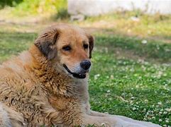 Image result for Fluffy Dog Fat Cute