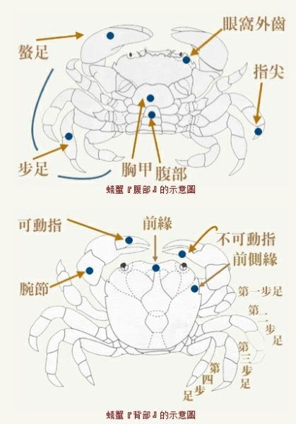 螃蟹的特殊身体构造及其生长分布：螃蟹种类非常复杂且多样的物种！_腹部