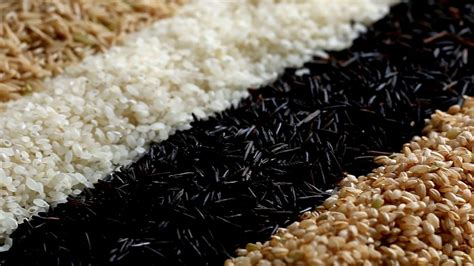 Food Rice 的图像结果