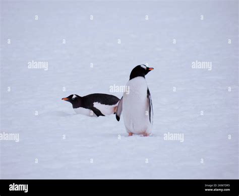 Image result for Example Numpy
