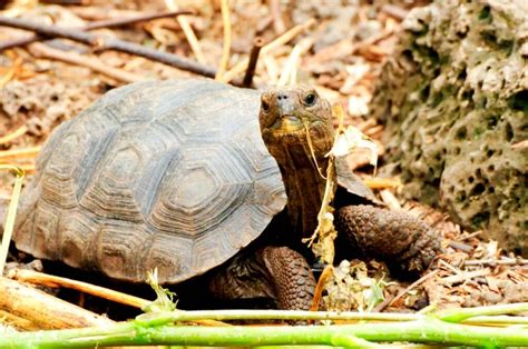 Image result for Snapping Turtle Running