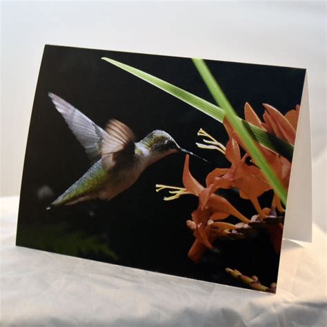 Image result for Hummingbird Card