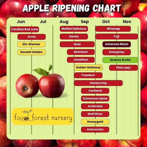 Apple Picking Season - Comprehensive Apple Ripening Chart