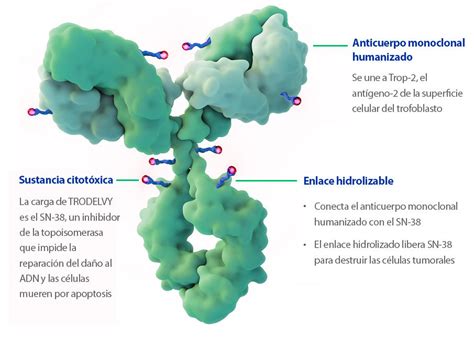 La FDA otorga la aprobación definitiva al sacituzumab para el cáncer de ...