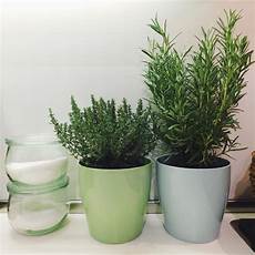 vasi per erbe aromatiche vasi per erbe aromatiche come organizzare la nostra vasi per erbe aromatiche vasi per erbe aromatiche come organizzare la nostra