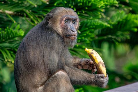 Brown Monkey Holding Banana · Free Stock Photo