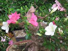 fiori azalee fiori di azalea fiori azalee fiori di azalea