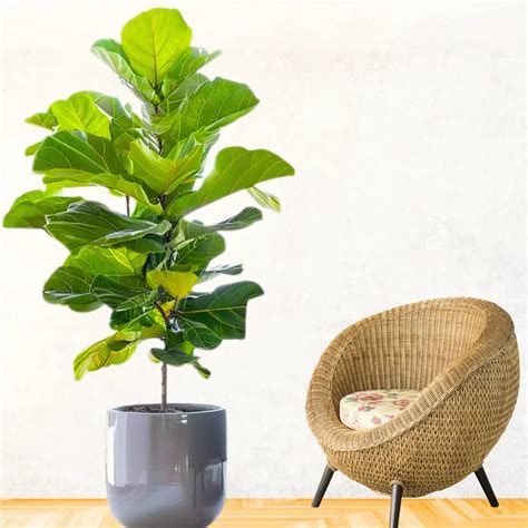 Fiddle Leaf Fig "Ficus Lyrata" - Plant (16 Inch) – Lalit Enterprise