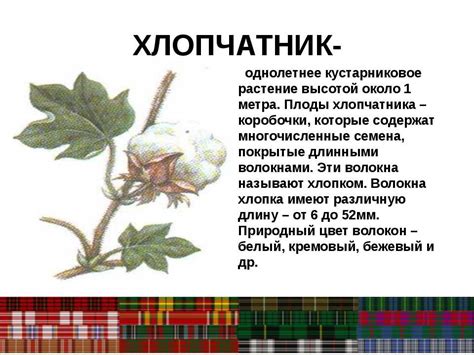 Органический хлопок: что это такое, особенности, где используют
