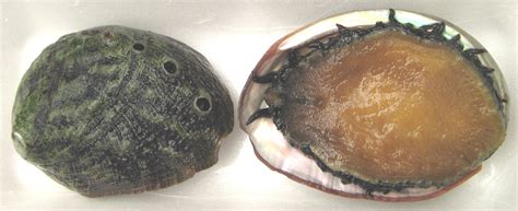 Abalone Facts | Underwater Audio