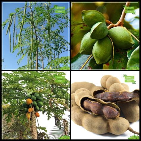 Creative Farmer Natural Air Cleansing Plants Seeds Combo Tree Seeds ...