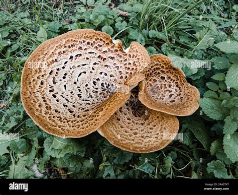 A mushroom, also known as dryad's saddle and pheasant's back mushroom ...