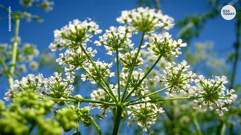 Poison Hemlock Rash