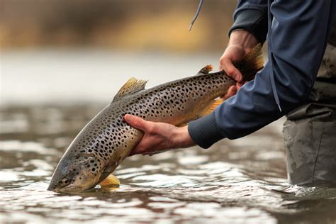 What Is Fishing? A Beginner's Guide to Understanding the Fishing ...