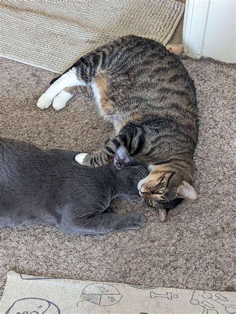 These are my gay cats : r/cats
