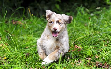 #765189 Dogs, Autumn, Australian Shepherd, Foliage - Rare Gallery HD ...