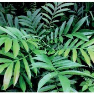 Image result for Sungkai Tree West Java