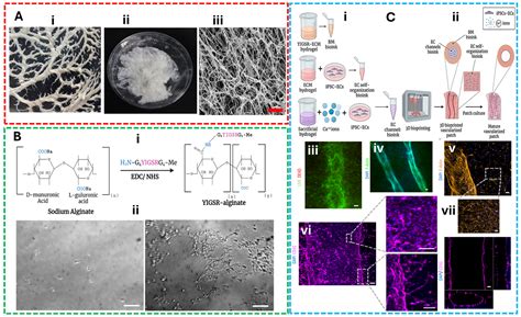 Rheological, Structural, and Biological Trade-Offs in Bioink Design for ...