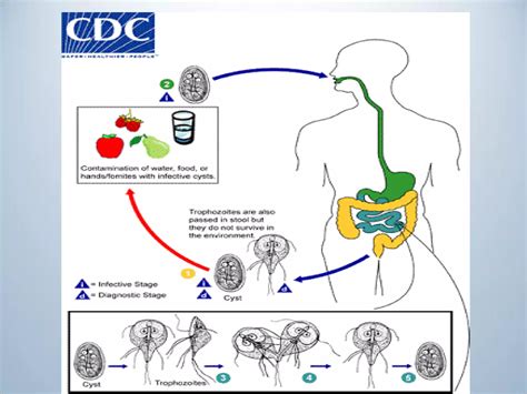 Classification of flagellates and giardia lamblia | PDF