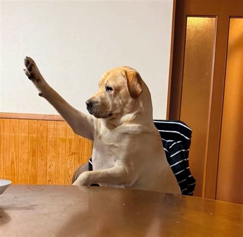 Dog raising hand | Meme về mèo, Động vật vui nhộn, Tranh vui