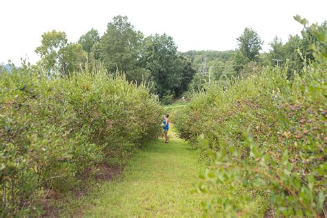 U-pick Blueberries at Trickle Creek Farm — This Here Town