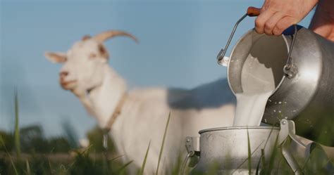 Getting Started With the Best Goats for Milk - Goat Journal
