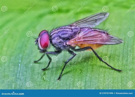 Fly Insect 的图像结果