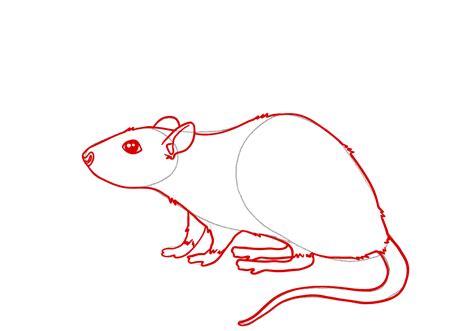 How to Draw a Rat | Design School
