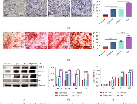 Figure 1 from Magnesium–Magnetic Field Synergy Enhances Mouse Bone ...