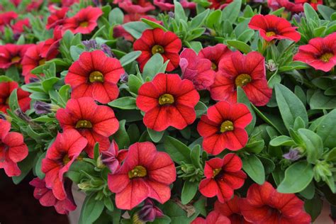 Calibrachoa Million Bells Red - Plants for Spaces