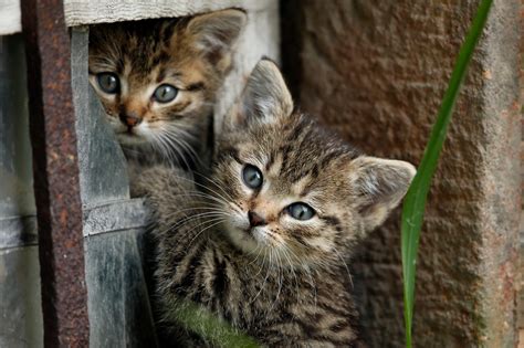 Karo Syrup Substitute For Kittens - zootrust