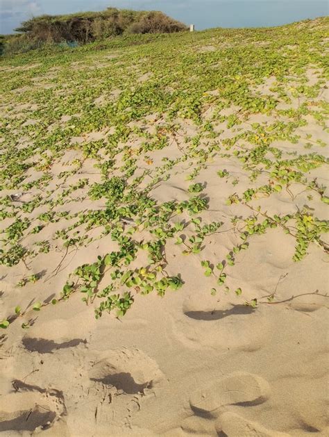 Indian Ocean 的图像结果