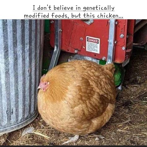Family sized chicken : r/memes