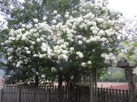 How to Prune Snowball Bush? - My Heart Lives Here
