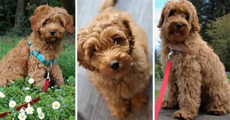 Image result for Cockapoo Problems