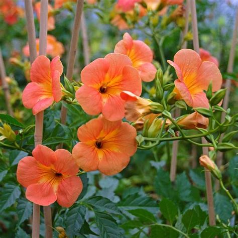 Buy Creepers Plants Name online from Nurserylive at lowest price. — Page 4