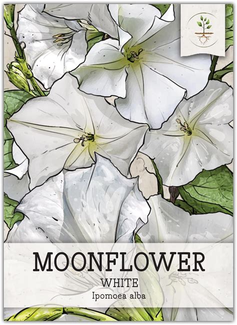 Amazon.com : Moon Vine, Moonflower Heirloom Flower Seeds - Night ...