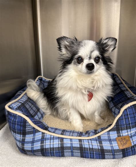 Pine Point Animal Hospital (@pinepointvet) • Instagram photos and videos