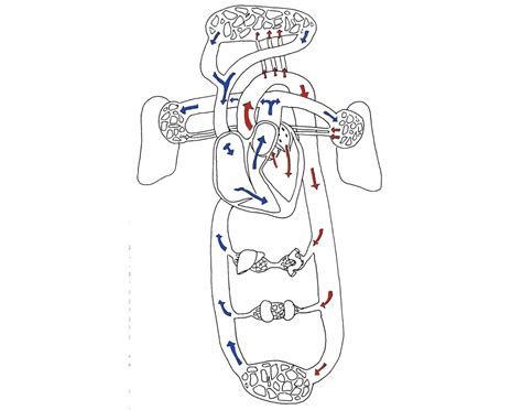 Image result for Circulatory System Basic Diagram